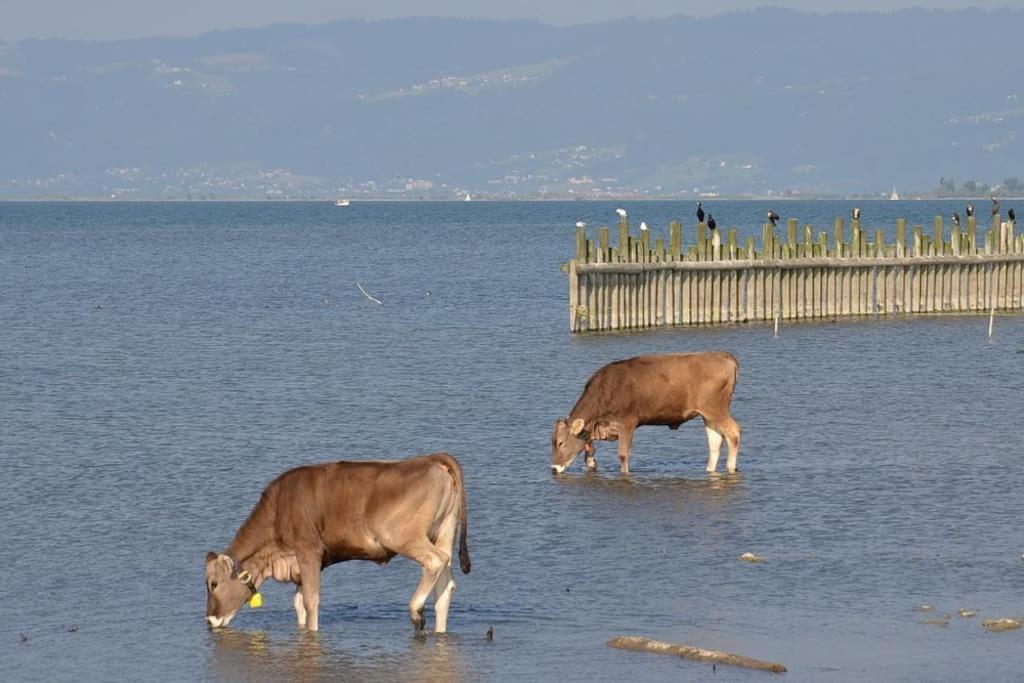 Bodensee Apartments, Sauna, Lake Walks, Free Parking, Self Checkin, Nature Reserve, Restaurants Nearby Gaissau  Exteriér fotografie